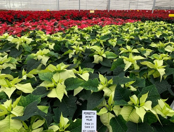 rows of red and green plants